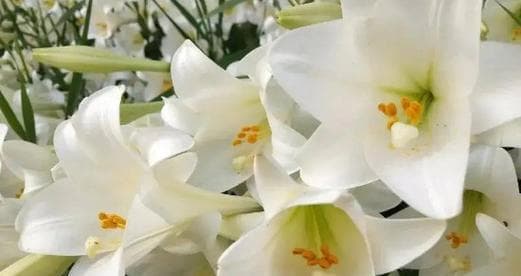 百合花如何养护？日常护理需要注意什么？
