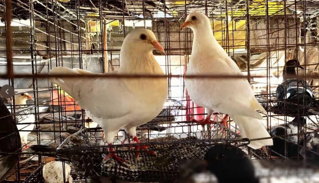 肉鸽产能大增？专家警示：勿盲目扩养，风险需谨慎！