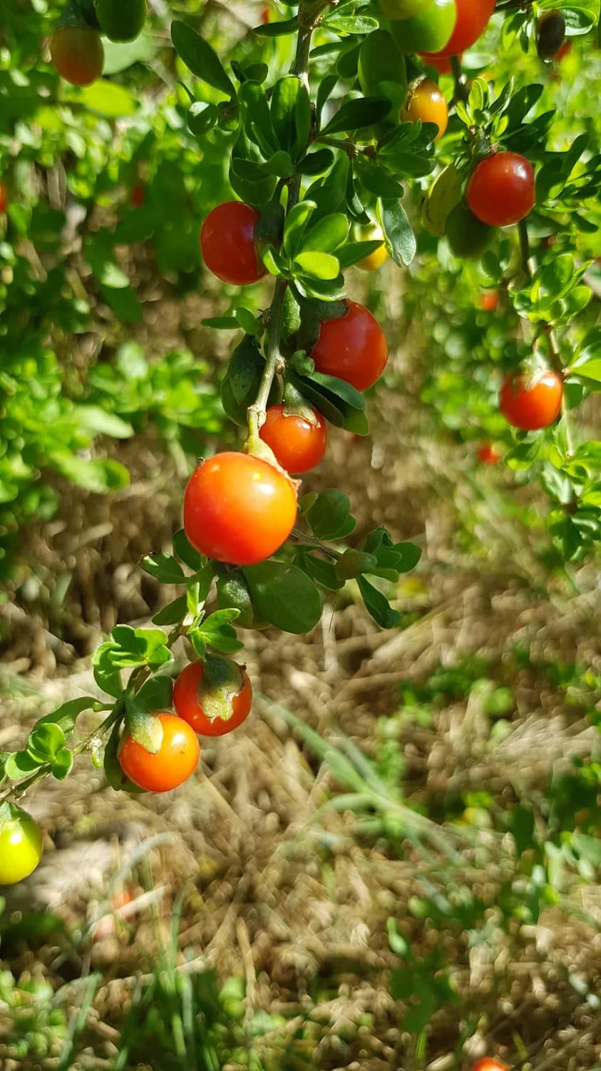 冬游博乐：精河枸杞和温泉羊肉的双重诱惑