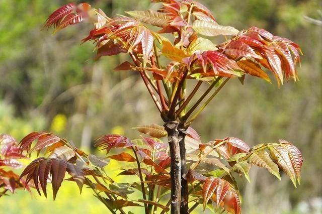 香椿含有抗氧化物，吃多了不仅增强免疫力还防癌？研究告诉你真相