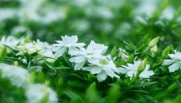 栀子花：一种常见的观赏植物