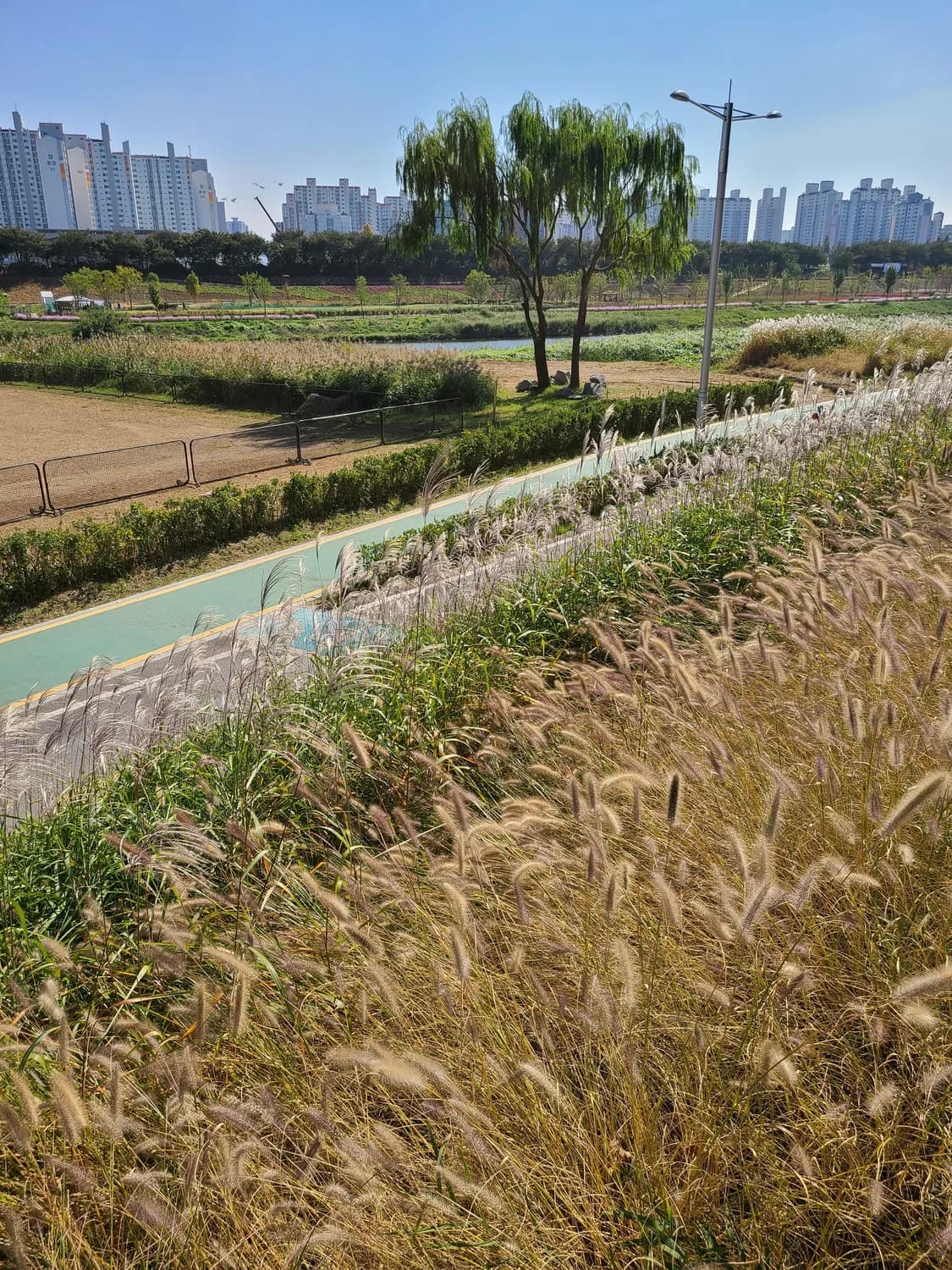 西川生态修复：湿地公园的新典范