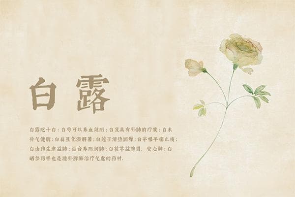 白露采集“十样白”,何为“十样白”?