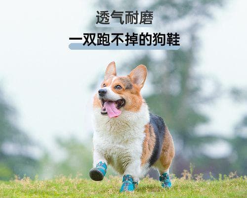 狗狗跑上床，如何正确处理（以宠物为主）