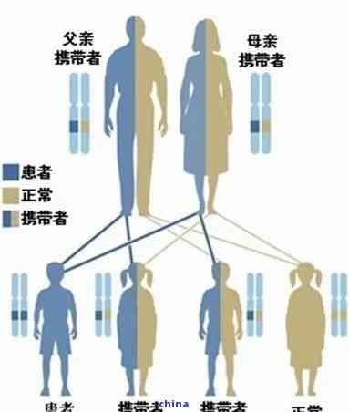 性别影响遗传：探究遗传因素与性别的关系