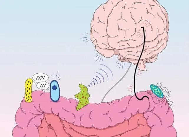 益生菌可能给人类认知健康带来惊喜