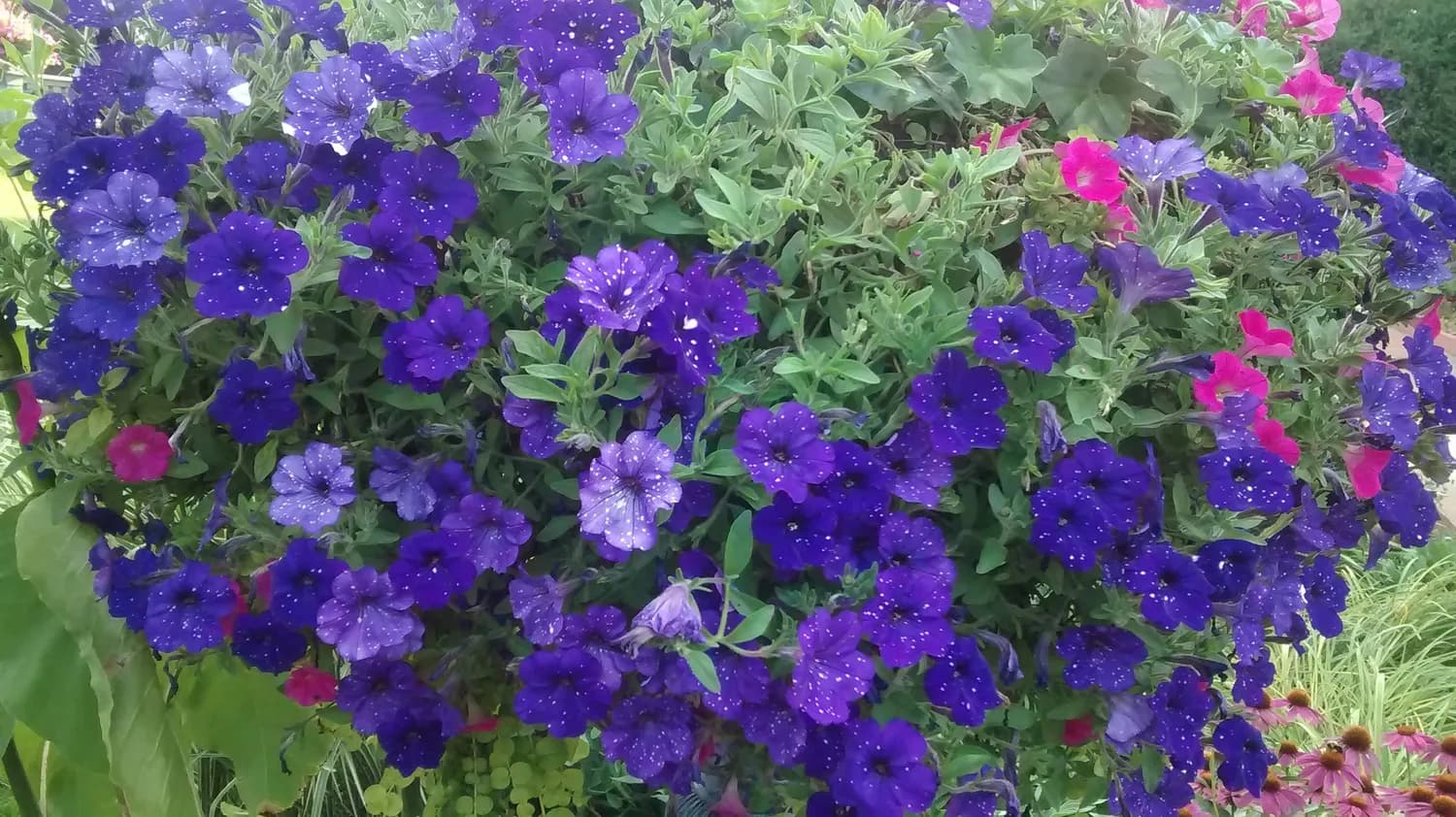 提前备好花园传说梦幻矮牵牛种子，迎接春播季