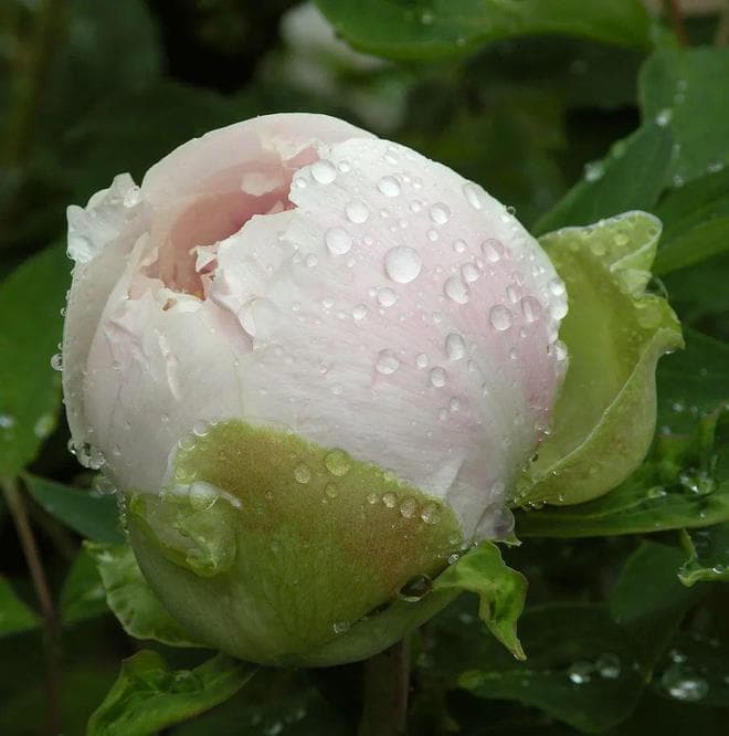 秦观笔下的春雨绝了：有情芍药含春泪，无力蔷薇卧晓枝