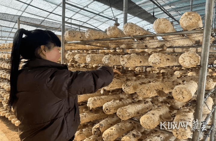 “保定净菜”强势出圈 品牌知名度与市场竞争力持续提升