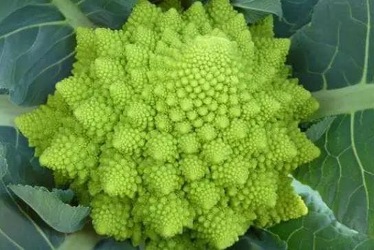 宝塔菜是什么菜 宝塔菜的功效与作用是什么
