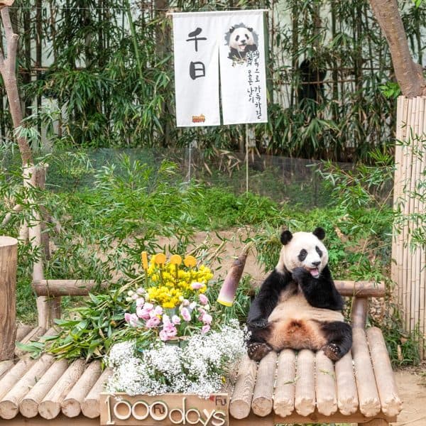 从三星到林俊杰：四首大熊猫主题曲背后的故事