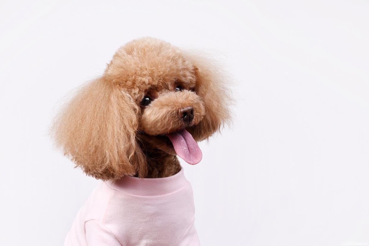 从毛发到健康：贵宾犬科学养护完全攻略