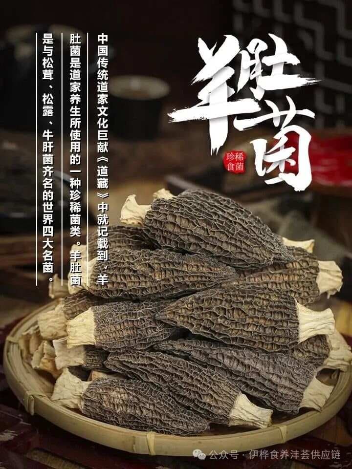 羊肚菌：珍稀食用菌的魅力