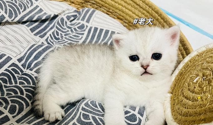 如何判断猫咪怀孕及如何照顾顺利生产