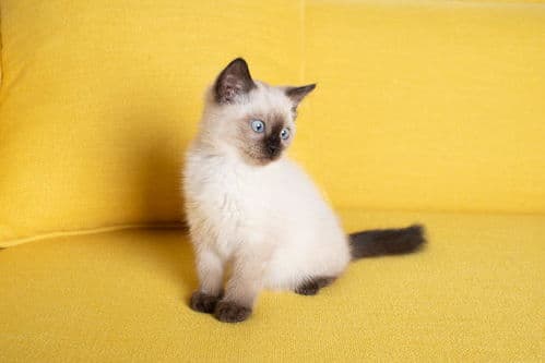 暹罗猫幼猫成长需要的健康饮食