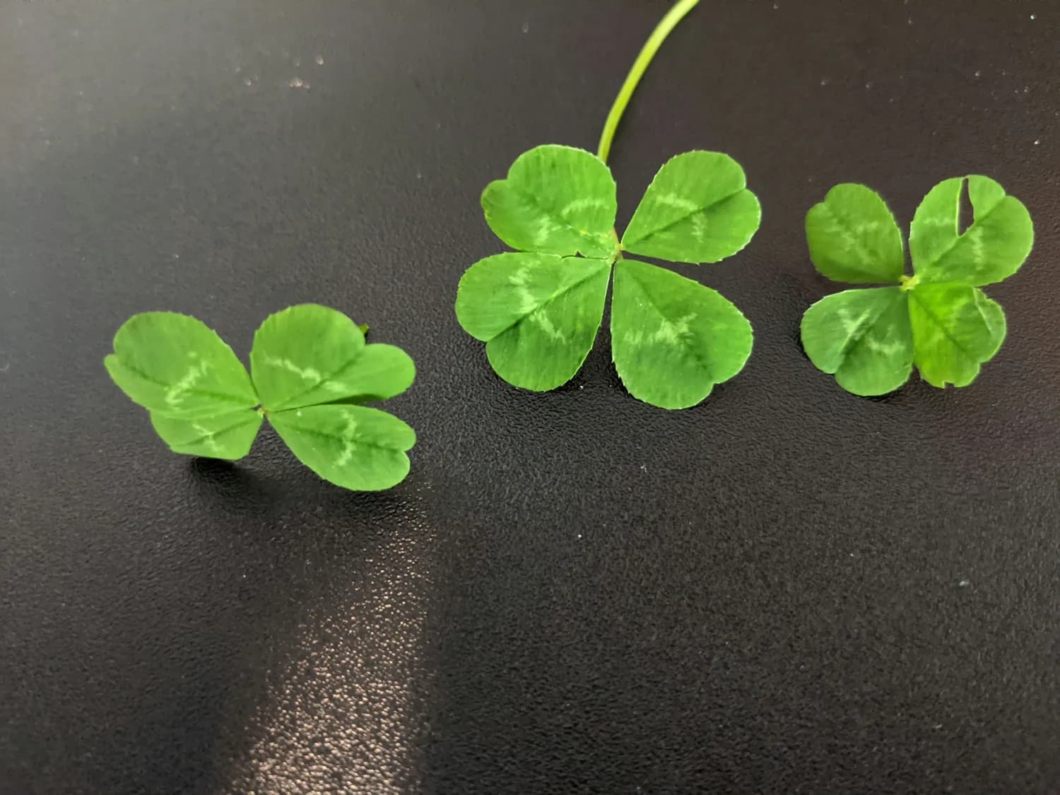 四叶草：全球最幸运的植物？