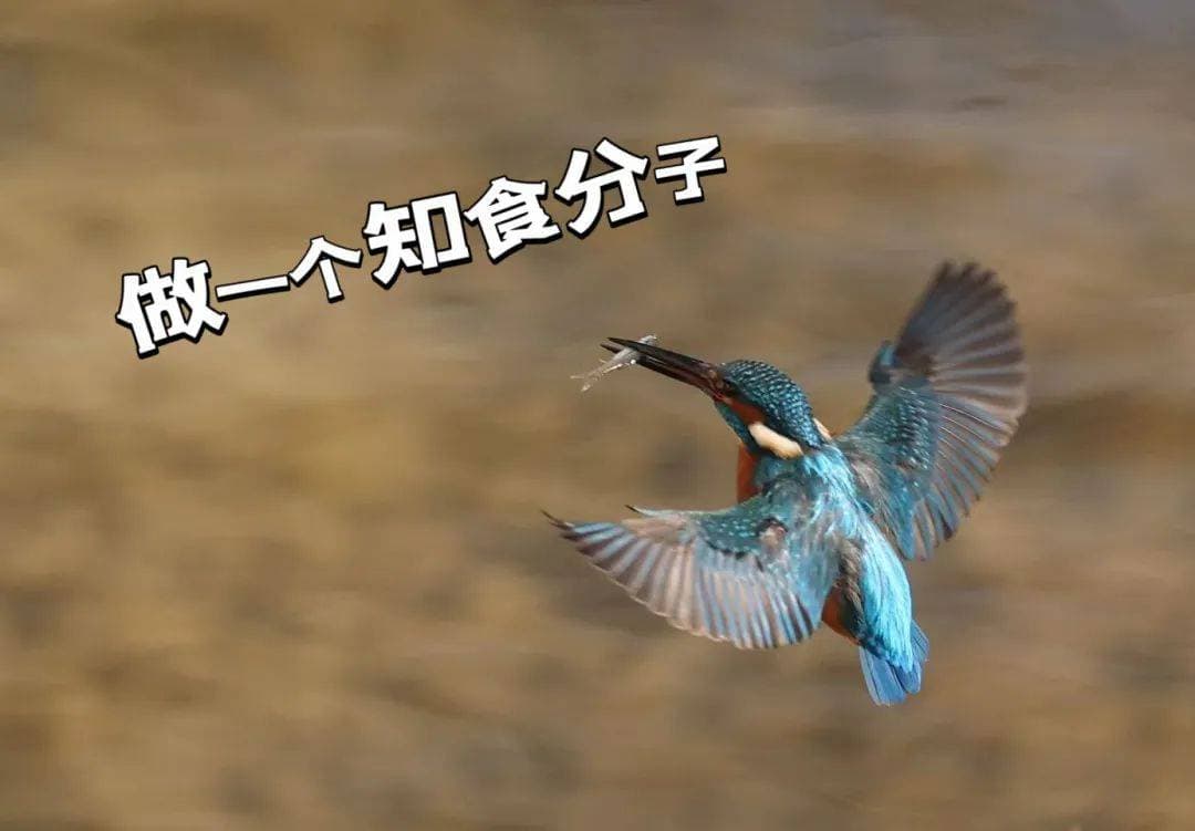 普通翠鸟不普通，“捕鱼达人”报到！就在——