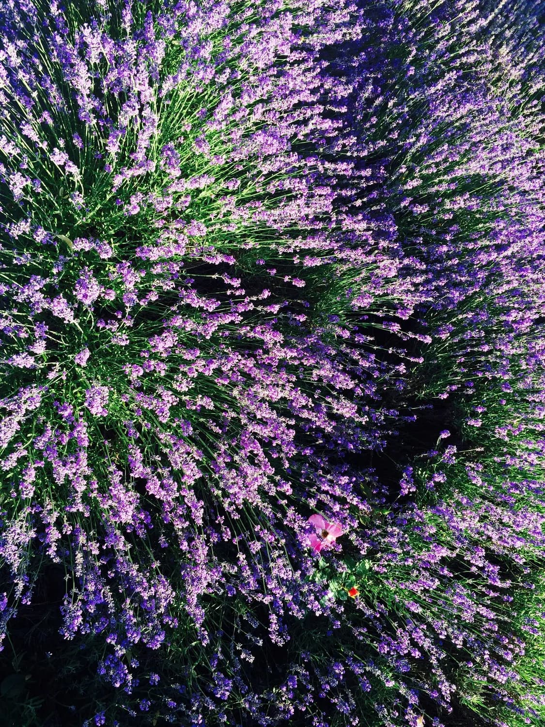 清水丁香花海PK法源寺：谁是你的最爱？