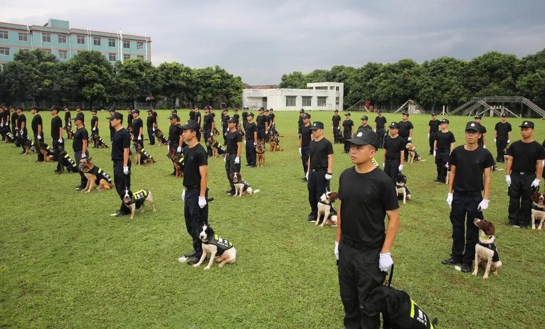 “汪汪队”怎样备战十五运会“大考”？“神犬奇兵”这样练就