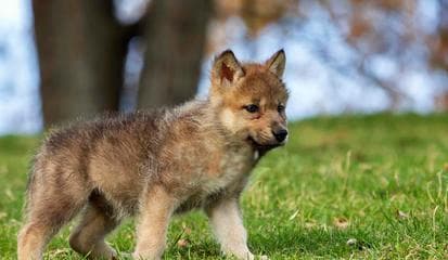 养黑狼犬，从容轻松（黑狼犬饲养要点及喂食注意事项）