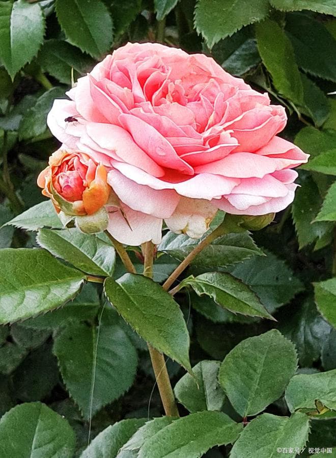 弗洛伦蒂娜月季的优缺特点
