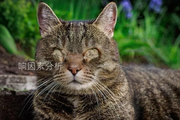 母猫咪做绝育多少钱？了解费用与影响因素分析