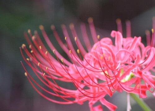 彼岸花的生长习性特点和生长环境条件