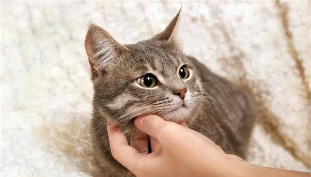 猫咪教会我的九个人生课