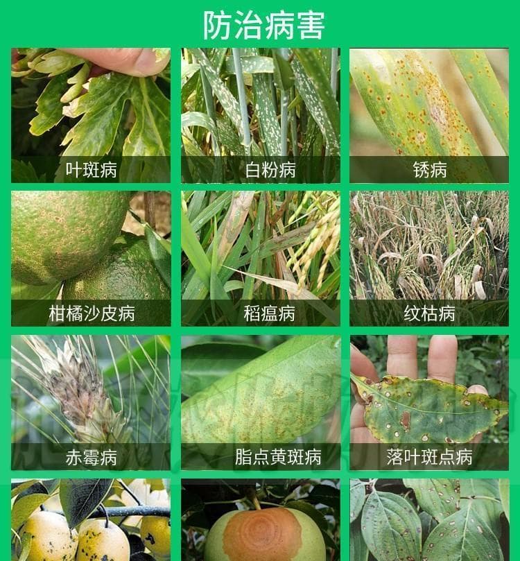 植物锈病、叶斑病、纹枯病、白粉病等难防治？用氟环唑一喷就见效