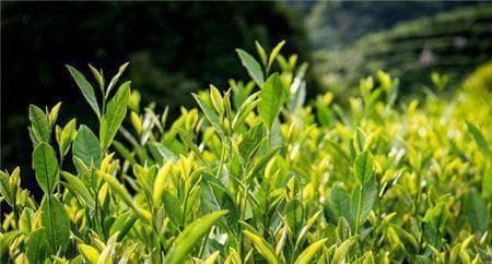 明代时期，文人雅士茶饮审美取向为什么有了转变？