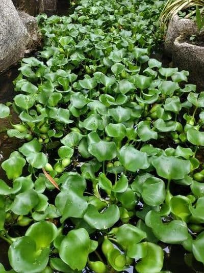 水葫芦：从观赏植物到入侵物种的生态之旅