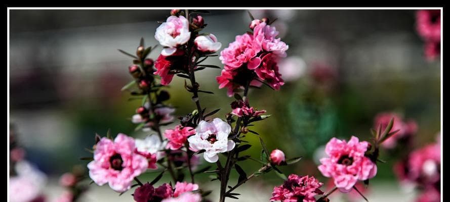 松红梅花语的含义与传说：寄托希望和坚韧的意象