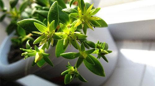垂盆草的功效与作用、禁忌和食用方法