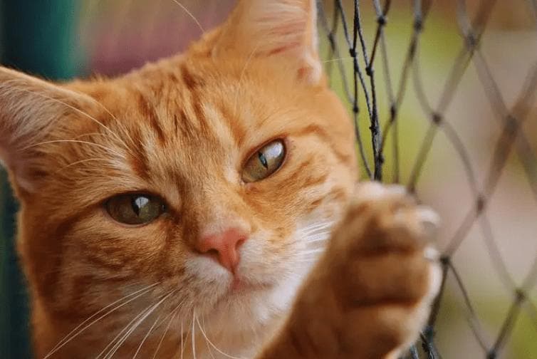 猫咪糖尿病护理指南！看了就懂！