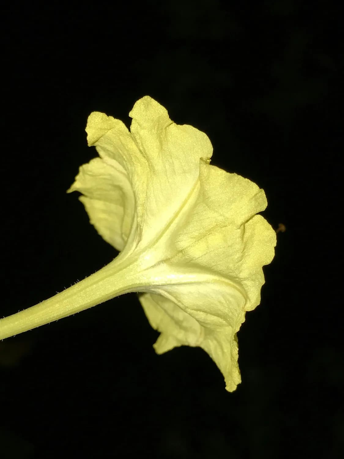 黄蜀葵种植秘籍：从育苗到收获的全程管理
