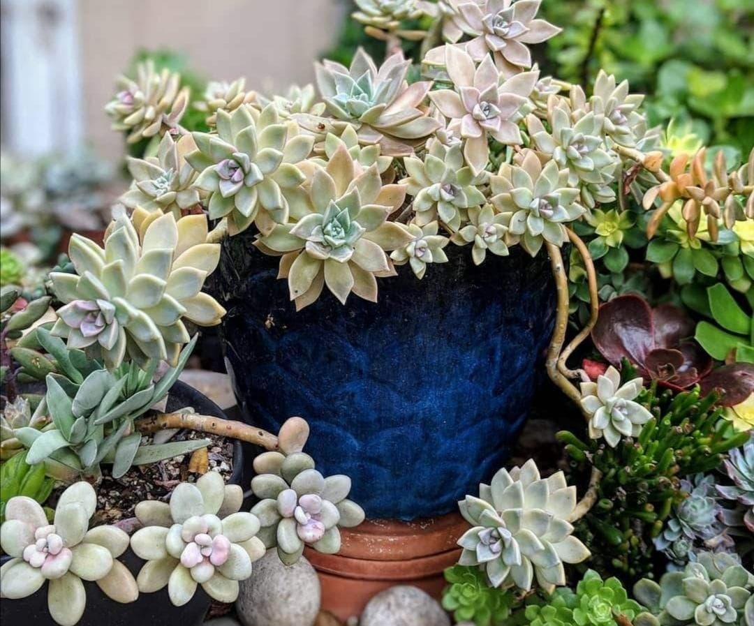 多肉植物夏季如何浇水（教你正确养多肉的技巧）