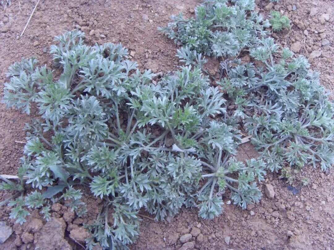 茵陈：古草新韵，医食双绝
