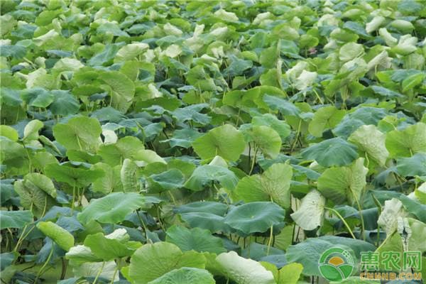 莲藕怎么施肥？用什么肥料？