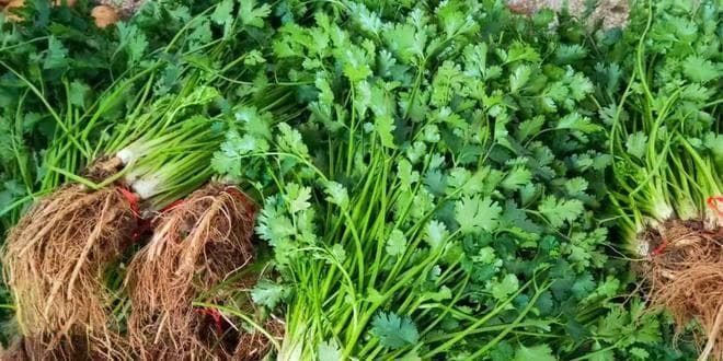 春季养生新选择：香菜根红糖水，增强免疫力有妙招