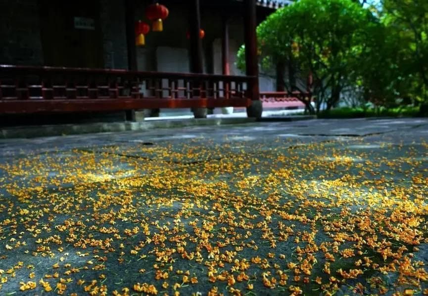 龙吟师傅：家里种桂花树需要注意的风水禁忌