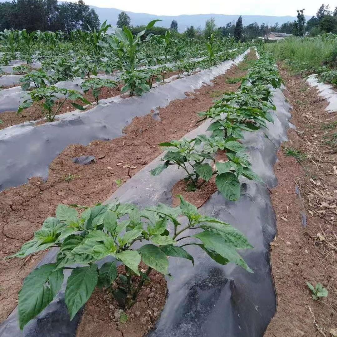 辣椒种植怎么覆膜？辣椒的地膜覆盖栽培技术要点