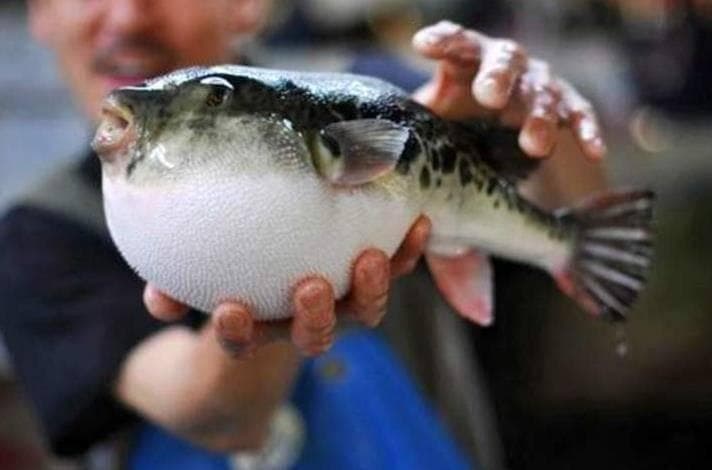 致命美食为何让人趋之若鹜？河豚美食指南来了！