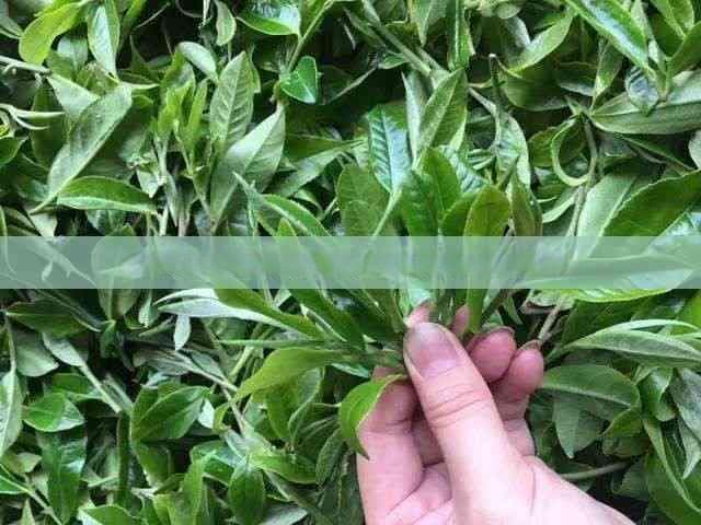 奉茶礼仪：详细解析奉茶的先后顺序与相关文化规范