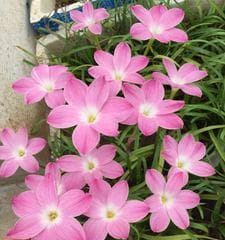 风雨兰多久开花一次？如何养护以促进开花？