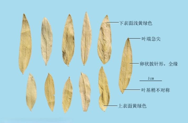 番泻叶提取物的前世今生：从古埃及到现代应用