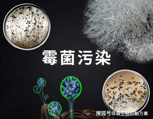 食品霉菌腐败深度解析：成因、影响因素与综合防控策略
