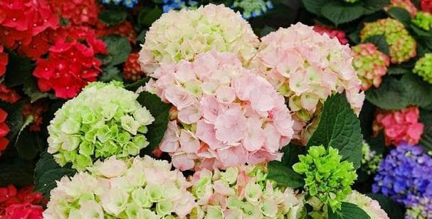 掌握绣球花播种的最佳时间（了解绣球花生长习性，科学选择播种时间）
