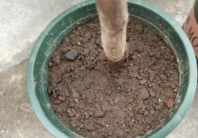 浇水总是把花浇死？教你3个简易方法，轻松了解盆土干湿