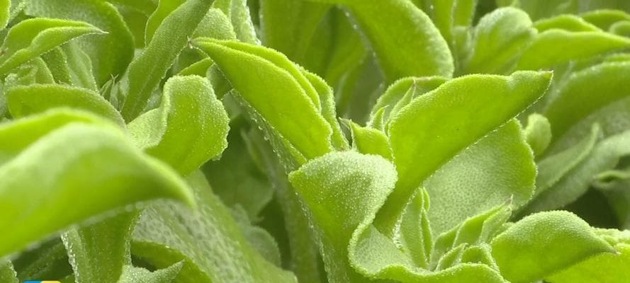 揭秘冰菜的生长特点及营养价值（探寻冰菜的种植技巧和健康功效）