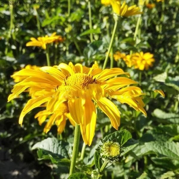 6月种蜀葵还能开花吗？这些养护要点请收好
